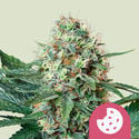 Royal Cookies (Royal Queen Seeds) féminisée