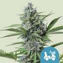 Fast Eddy Automatic (Royal Queen Seeds) féminisée
