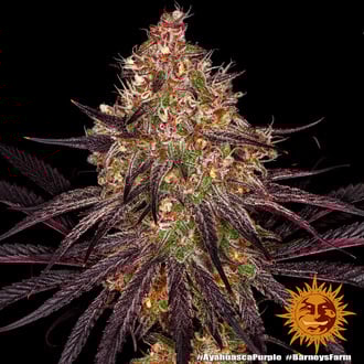 Ayahuasca Purple (Barney's Farm) féminisée