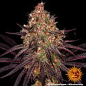 Ayahuasca Purple (Barney's Farm) féminisée