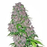 Purple Bud (White Label) féminisée