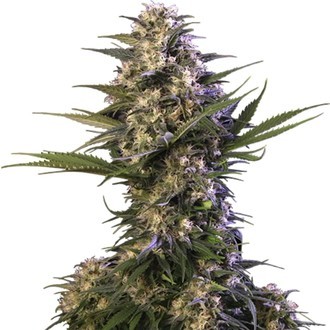 Kraken (Buddha Seeds) féminisée