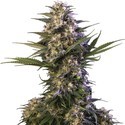 Kraken (Buddha Seeds) féminisée
