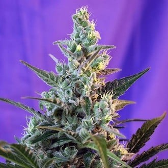 Sweet Skunk - F1 Fast Version (Sweet Seeds) féminisée