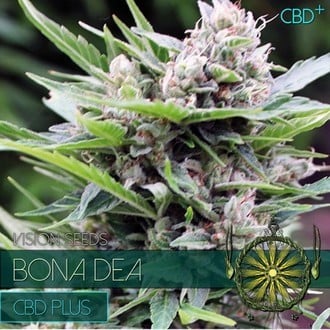 Bona Dea CBD (Vision Seeds) féminisée