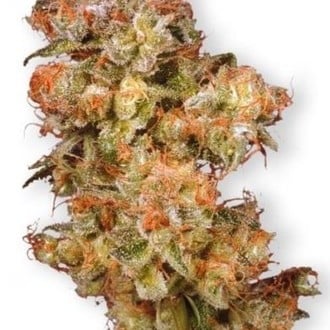 Snow Bud (Dutch Passion) féminisée