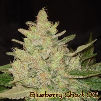 Blueberry Ghost OG (Original Sensible Seeds) féminisée