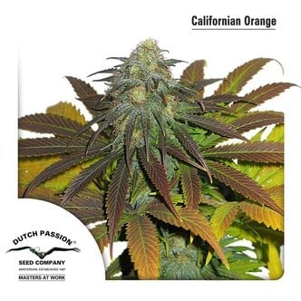 Californian Orange (Dutch Passion) féminisée