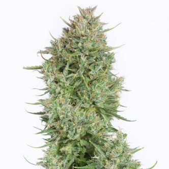 Blue Kush Autoflowering (Dinafem) féminisée