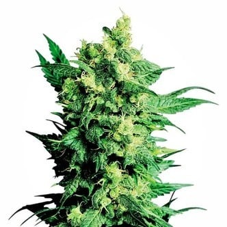 Shiva Shanti 2 (Sensi Seeds) standard