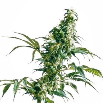 Mexican Sativa (Sensi Seeds) régulière/feminizee