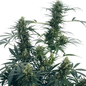 Guerrilla's Gusto (Sensi Seeds) standard