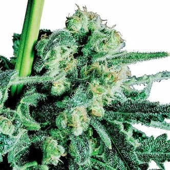 Sensi Skunk (Sensi Seeds) standard