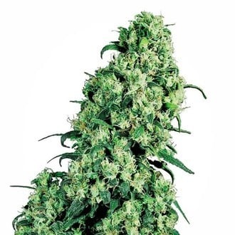 Skunk 1 (Sensi Seeds) standard