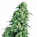 Skunk 1 (Sensi Seeds) standard