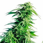 Hindu Kush (Sensi Seeds) standard