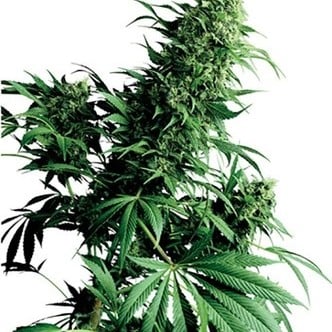 Shiva Shanti (Sensi Seeds) standard