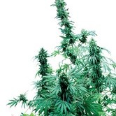 Early Skunk (Sensi Seeds) standard