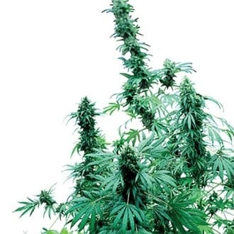 Early Skunk (Sensi Seeds) standard