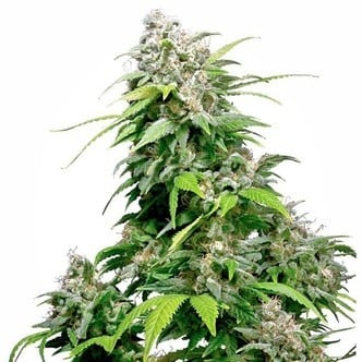 California Indica (Sensi Seeds) régulière