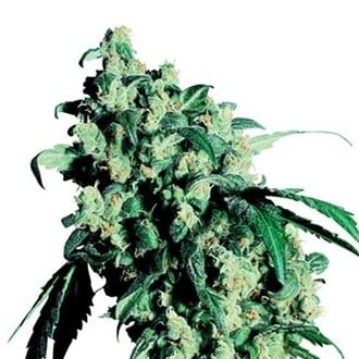 Super Skunk (Sensi Seeds) régulière