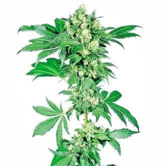 Afghani 1 (Sensi Seeds) regulière