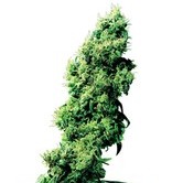 Four-Way (Sensi Seeds) régulière