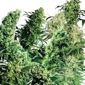 Indoor Mix (Sensi Seeds) régulière