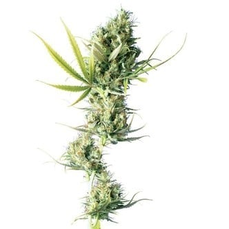 Durban (Sensi Seeds) régulière/feminisee