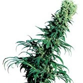 Early Pearl (Sensi Seeds) régulière