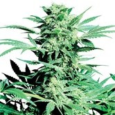 Shiva Skunk (Sensi Seeds) régulière