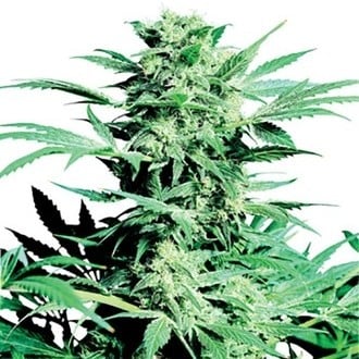 Shiva Skunk (Sensi Seeds) régulière