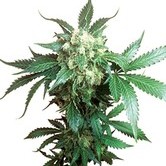 Black Domina (Sensi Seeds) régulière