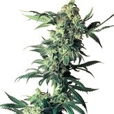 Northern Lights (Sensi Seeds) régulière
