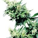 Hash Plant (Sensi Seeds) régulière