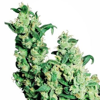 Jack Herer (Sensi Seeds)