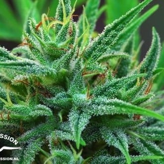 Passion 1 (Dutch Passion) féminisée