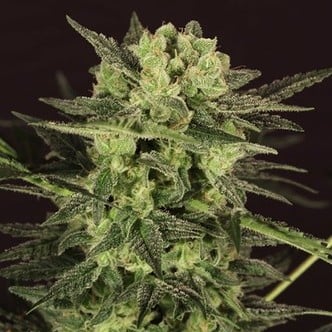 AUTO MK-Ultra® Kush (T.H. Seeds) féminisée