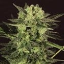 AUTO MK-Ultra® Kush (T.H.Seeds) féminisée