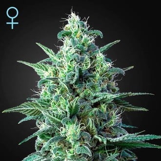 White Widow Auto CBD (Greenhouse Seeds) féminisée