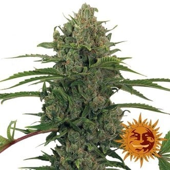 Critical Kush Auto (Barney's Farm) féminisée