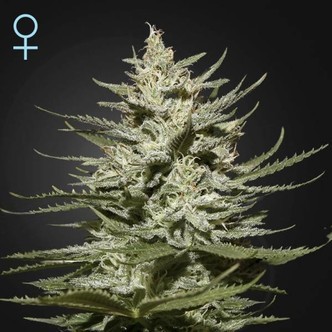 The Church CBD (Greenhouse Seeds) féminisée