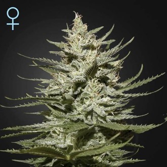 The Church CBD (Greenhouse Seeds) féminisée