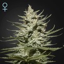 The Church CBD (Greenhouse Seeds) féminisée