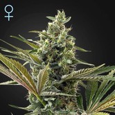 Super Lemon Haze Auto CBD (Greenhouse Seeds) féminisée