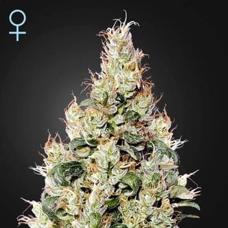 Exodus Cheese Auto CBD (Greenhouse Seeds) féminisée