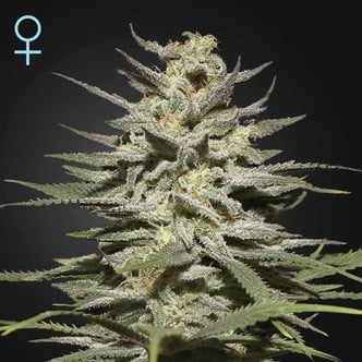 Super Lemon Haze CBD (Greenhouse Seeds) féminisée