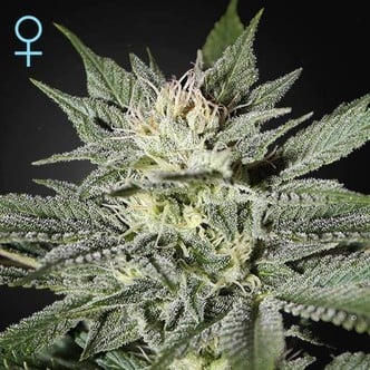 King's Kush CBD (Greenhouse Seeds) féminisée