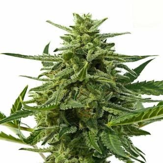 Northern Haze Auto (Positronics) féminisée