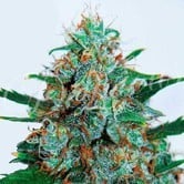 Critical Neville Haze Auto (Delicious Seeds) féminisée